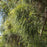 Cypress, Golden Sawara Cypress