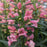 Beardtongue, Pristine Pink Beardtongue