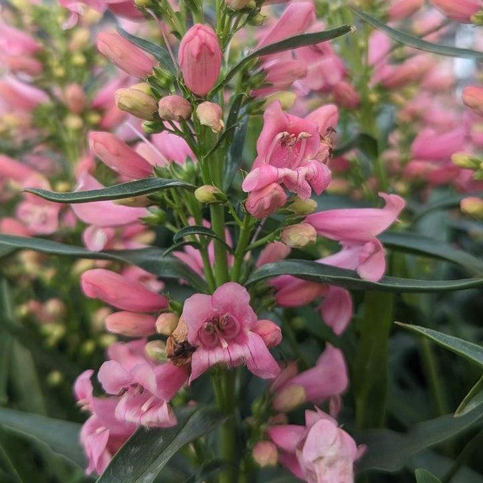 Beardtongue, Pristine Pink Beardtongue