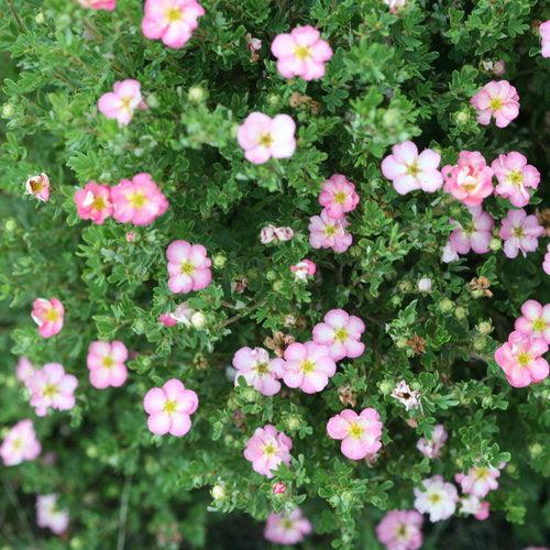 Cinquefoil, PW® Happy Face Hearts® Potentilla