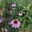 Coneflower, Purple Coneflower