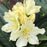 Rhododendron, Capistrano Rhododendron