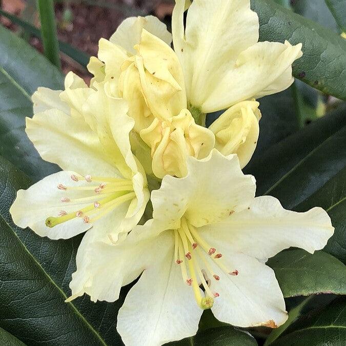 Rhododendron, Capistrano Rhododendron