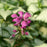 Deadnettle, Purple Dragon Deadnettle