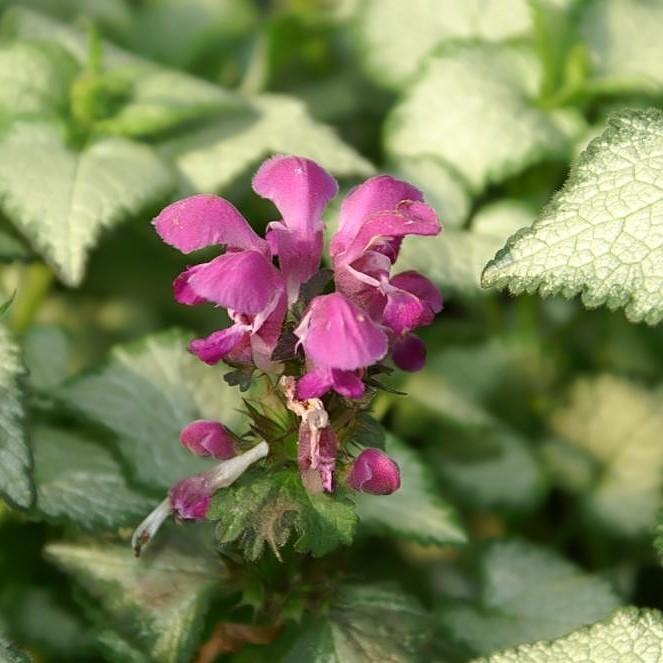 Deadnettle, Purple Dragon Deadnettle