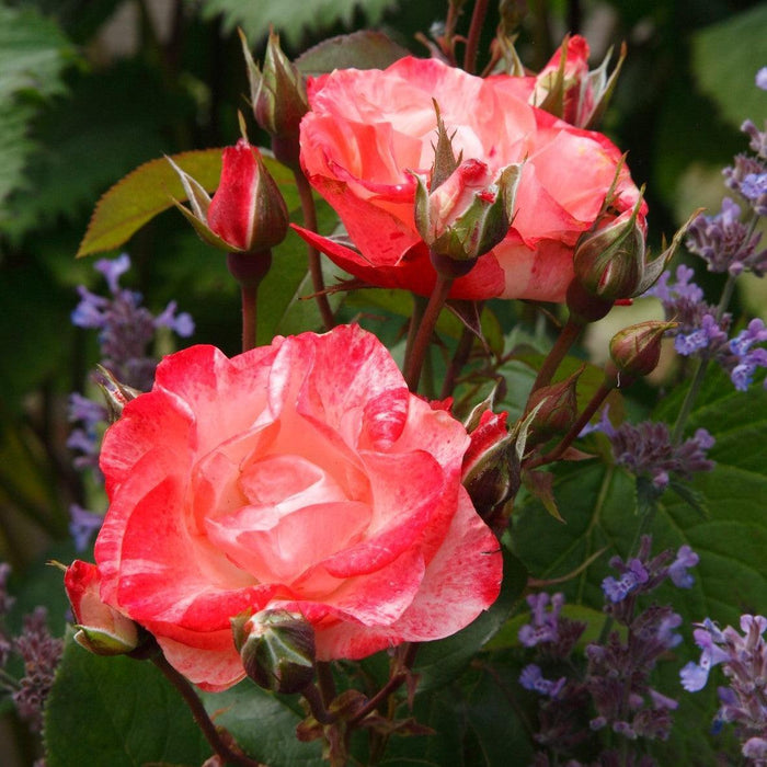 Rose, Color Splash™ Rose