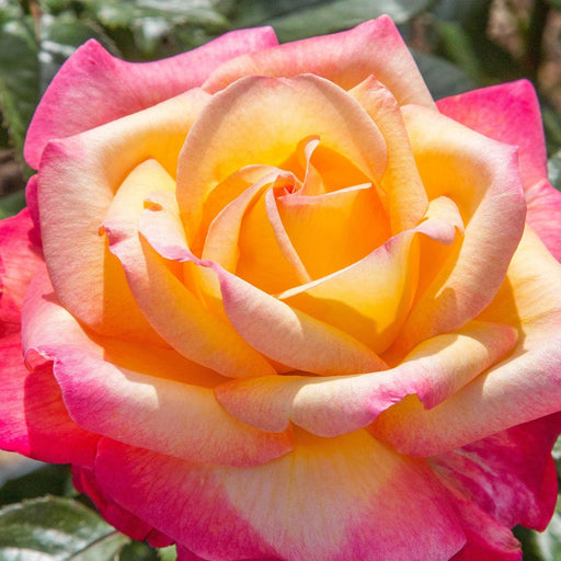 Rose, Enchanted Peace™ Hybrid Tea Rose