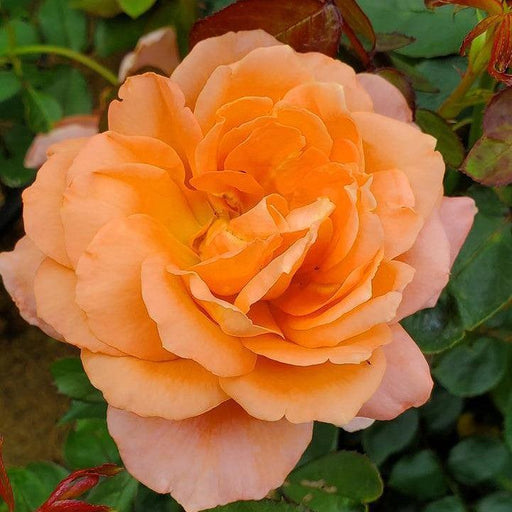 Rose, Sweet Fragrance Hybrid Tea Rose