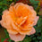 Rose, Sweet Fragrance Hybrid Tea Rose