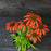 Coneflower, Cheyenne Spirit Echinacea, Coneflower
