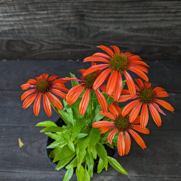 Coneflower, Cheyenne Spirit Echinacea, Coneflower