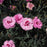 Dianthus, EverLast™ Lavender+Eye Dianthus
