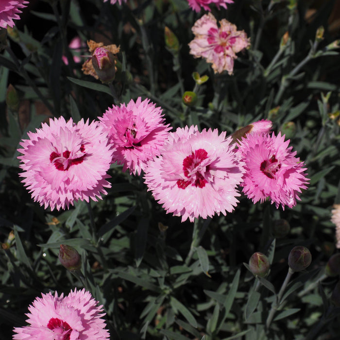Dianthus, EverLast™ Lavender+Eye Dianthus