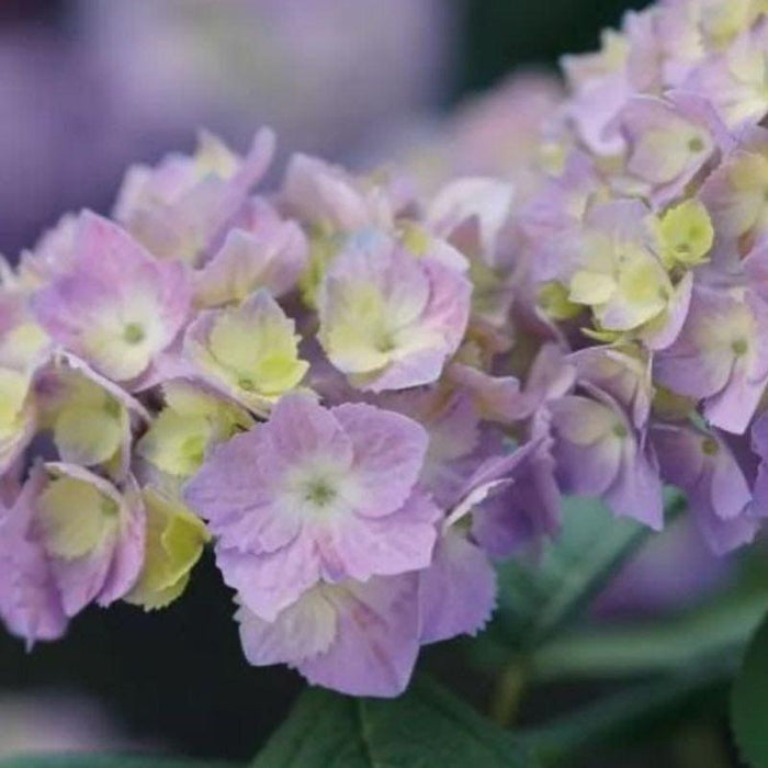 Hydrangea, Let's Dance® Sky View® Macrophylla Hydrangea