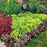 Coral Bells, Lime Marmalade Heuchera