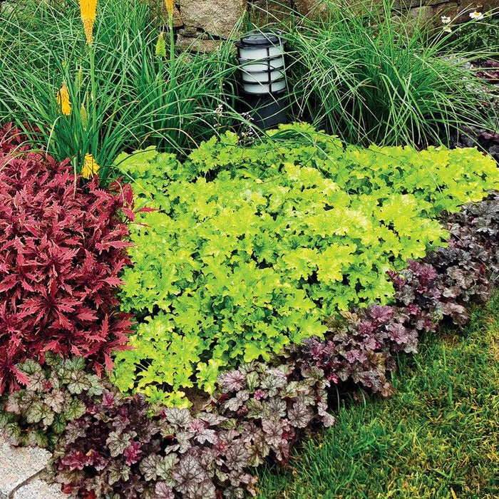 Coral Bells, Lime Marmalade Heuchera