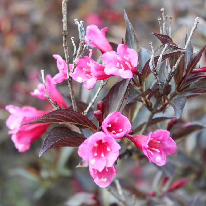Weigela, Bloomin Easy'® Stunner™ Weigela