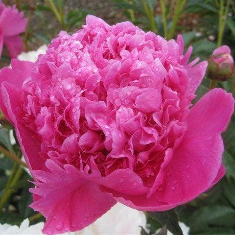Peony, Petite Renee Peony