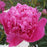 Peony, Petite Renee Peony