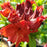 Azalea, Red Demon Azalea