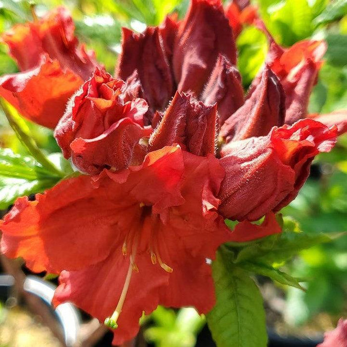 Azalea, Red Demon Azalea