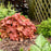 Coral Bells, Primo® Peachberry Ice Heuchera