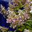 Hydrangea, Bloomin' Easy® Lava Lamp® Candelabra® Hydrangea