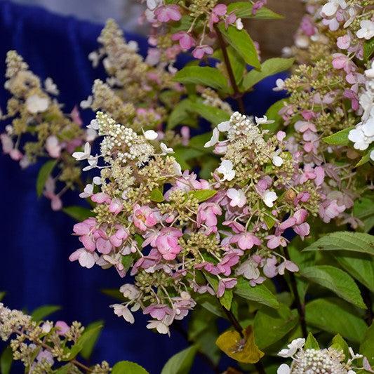 Hydrangea, Bloomin' Easy® Lava Lamp® Candelabra® Hydrangea