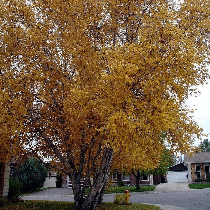 Birch, Paper Birch
