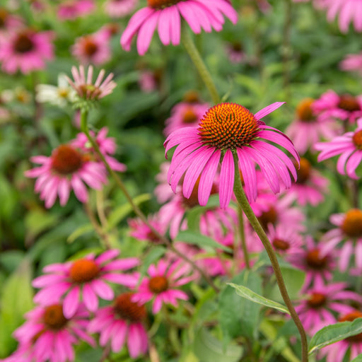 Coneflower, Ruby Star Echinacea