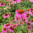 Coneflower, Ruby Star Echinacea