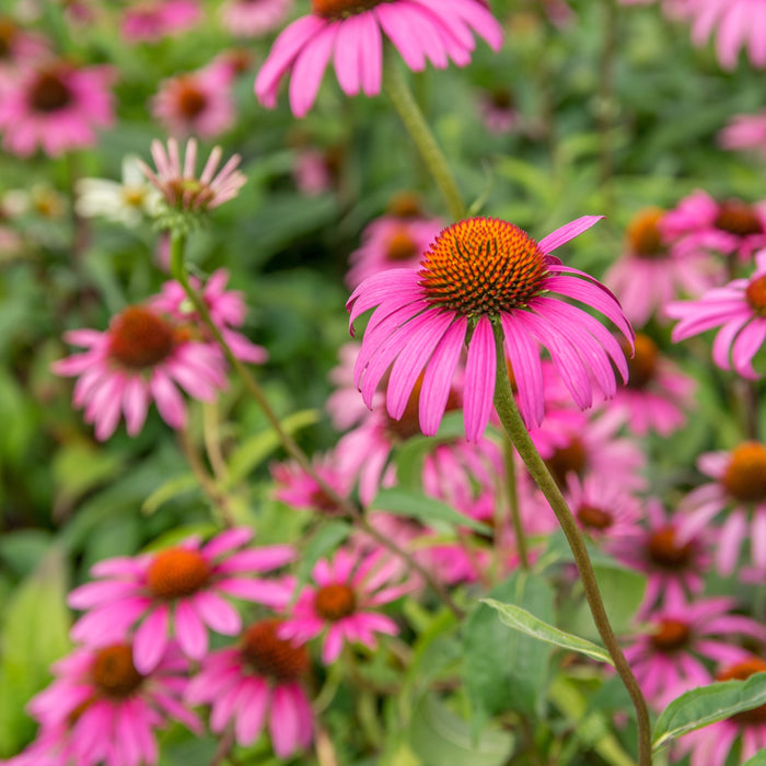 Coneflower, Ruby Star Echinacea