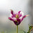 Columbine, Beidermeier Columbine
