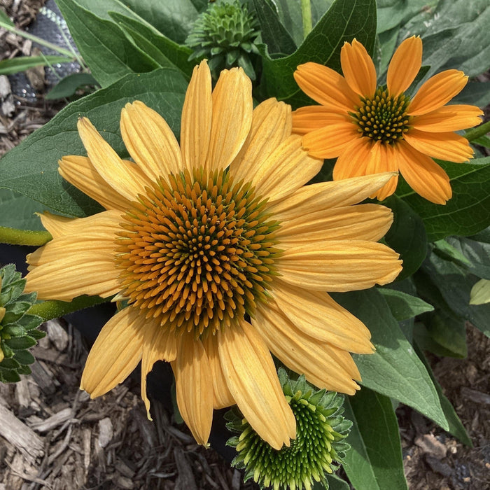 Coneflower, SunMagic® Vintage Mango Echinacea