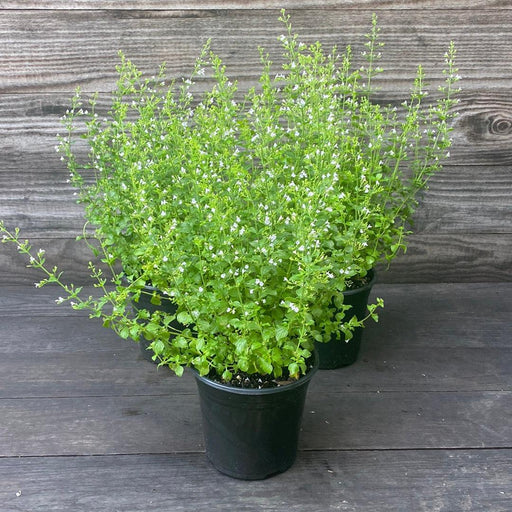 Catmint, Lesser Calamint
