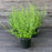 Catmint, Lesser Calamint