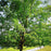 Maple, Sugar Maple