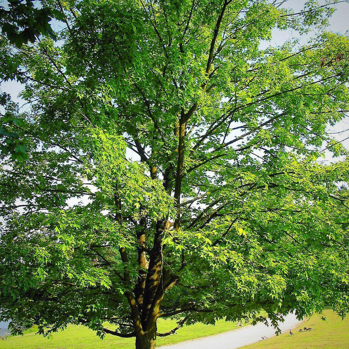 Maple, Sugar Maple