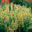 Hyssop, Kudos™ Yellow Hummingbird Mint