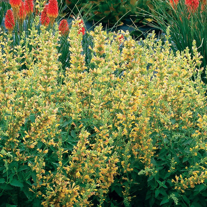 Hyssop, Kudos™ Yellow Hummingbird Mint