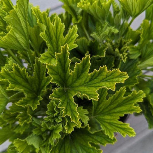 Pelargonium x 'Orange Fizz'  - Orange Fizz Scented Geranium