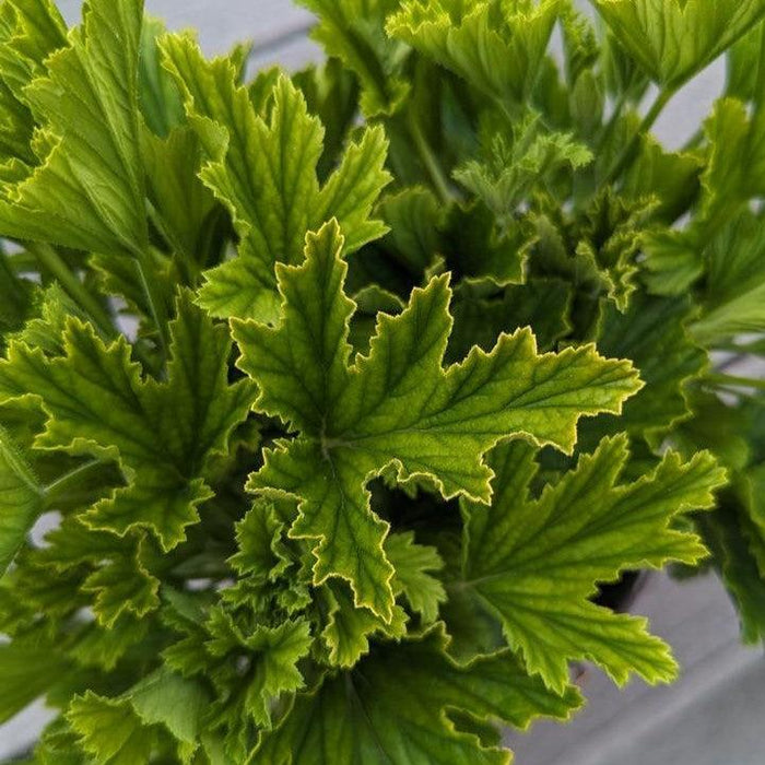 Pelargonium x 'Orange Fizz'  - Orange Fizz Scented Geranium