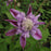 Clematis, Josephine™ Clematis