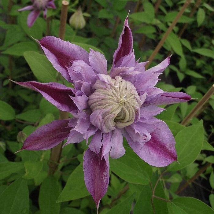 Clematis, Josephine™ Clematis