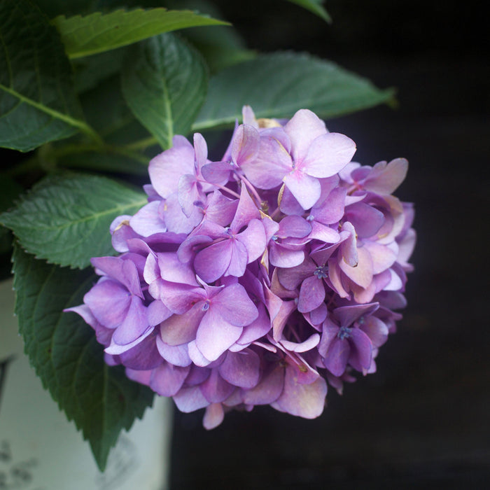 Hydrangea, Let's Dance ¡Arriba! Compact Reblooming Macrophylla x Serrata Hybrid Hydrangea