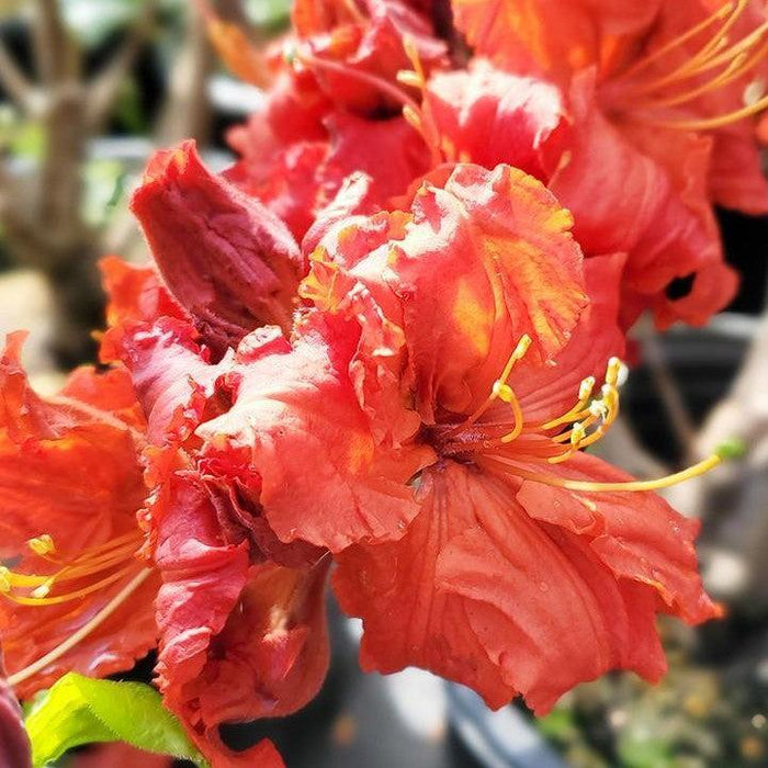 Azalea, Red Demon Azalea