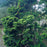 Cypress, Verdonii Hinoki Cypress
