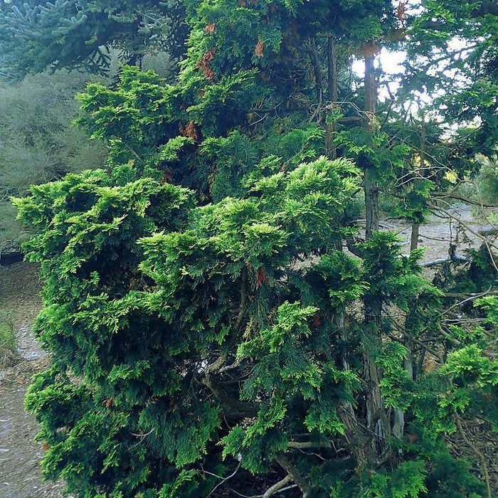 Cypress, Verdonii Hinoki Cypress