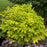 Spikenard, Sun King Golden Japanese Spikenard