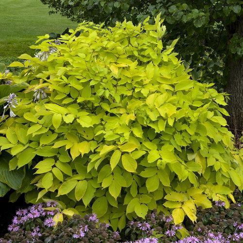 Spikenard, Sun King Golden Japanese Spikenard